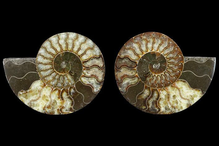 5.5" Agatized Ammonite Fossil - Madagascar